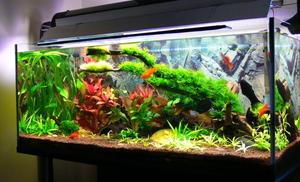 akwarium roślinne 160l