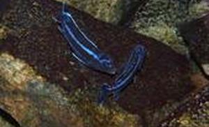 Melanochromis Maingano walka