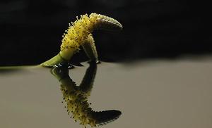 Aponogeton longiplumulosus -  kwiat