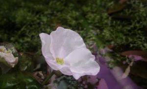 Echinodorus lena (kwiat)