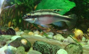 Pelvicachromis pulcher - samica (Barwniak czerwonobrzuchy)