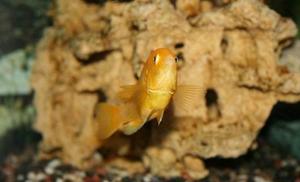 Labidochromis caeruleus/yellow