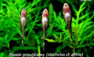 Otocinklus przyujściowy (otociclus cf. affinis)