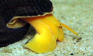 Tylomelania sp. (ang.Orange Poso Rabbit Snail)