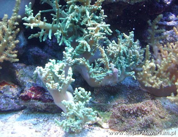 koralowce w akwarium