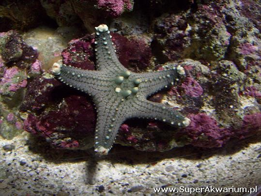 Akwarium morskie - rozgwiazda