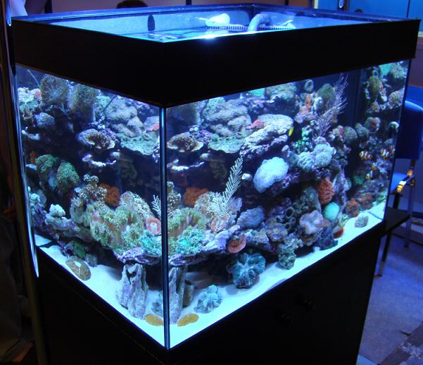 Akwarium morskie z błazenkami