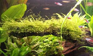 Peacock Moss i Java Moss