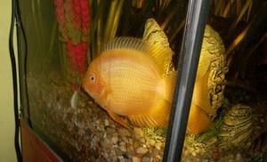 Pielęgnica Severum 