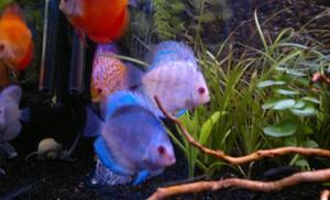 discus