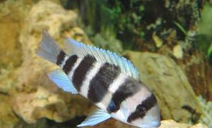 Cyphotilapia frontosa