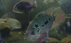 flowerhorn