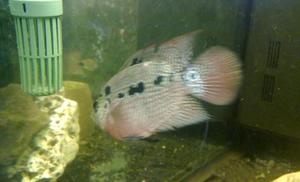 flowerhorn mlody 