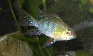 PIELĘGNICZKA RAMIREZA (MICROGEOPHAGUS)