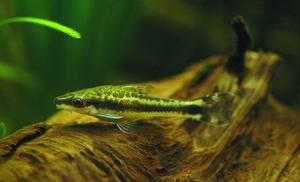 Otosek - Otocinclus affinis