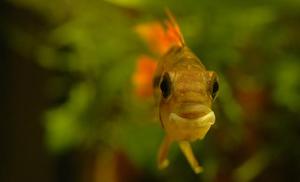 Apistogramma cacatuoides &#8211; Pielęgniczka Kakadu