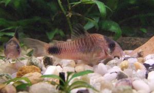 Corydoras panda