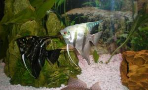 Angel fish/HiFin Pleco