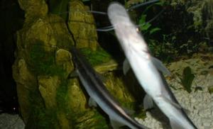 Lime shovelnose catfish