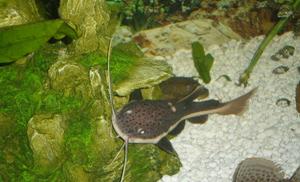 Redtail catfish