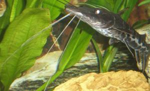 Tiger shovelnose catfish