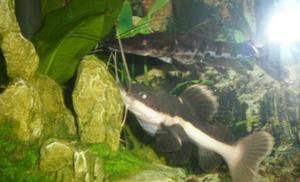 Redtail catfish & Tiger shovelnose catfish