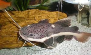 Redtail catfish