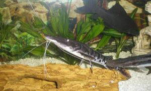 Tiger shovelnose catfish / Lime shovelnose catfish/Black shark