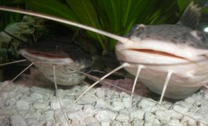 Redtail catfish & Tiger shovelnose catfish