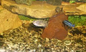 Marmolade Cat i Melanochromis Maingano