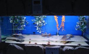 Kraby w akwarium