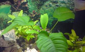 Anubias Bartera 