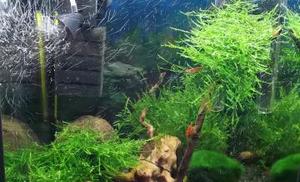 Krewetkarium 20L