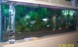moj nowy fish tank