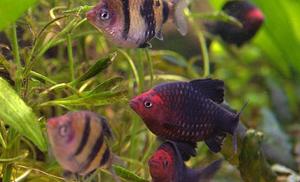 Brzanka purpurowa - Barbus nigrofasciatus