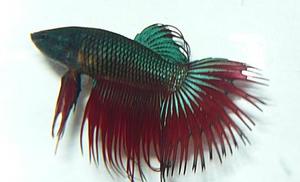 Bojownik wspaniały - samiec odmiany Crowntail