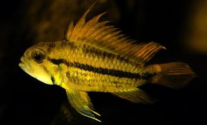 Apistogramma cacatuoides &#8211; Pielęgniczka Kakadu