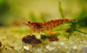 Krewetka Neocaridina heteropoda var. red