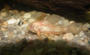 Kirysek albinos - Corydoras albinos.