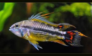 Apistogramma cacatuoides &#8211; Pielęgniczka Kakadu.