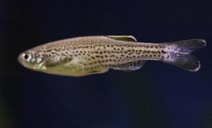 danio lamparcie