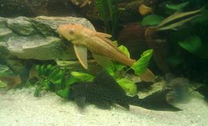 Plecostomusy :)