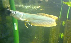 arowana srebrna