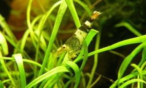 Caridina cf. cantonensis "Biene"