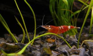 Caridina cf. cantonensis "Crystal Red"