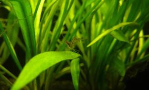 Caridina gracilirostris "Red Nose"