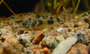 Corydoras paleatus