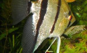 Ikra Skalara (PTEROPHYLLUM )