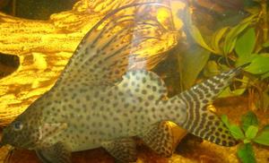 synodontis( giętkoząb)