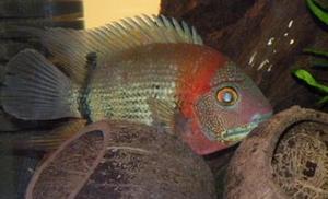 Heros Severum